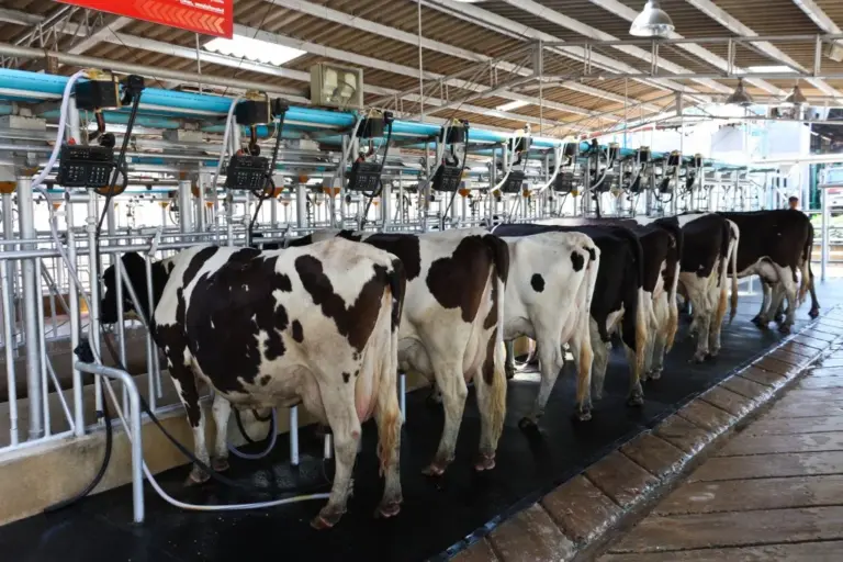 Dairy cows in an automated tunnel barn milking shed