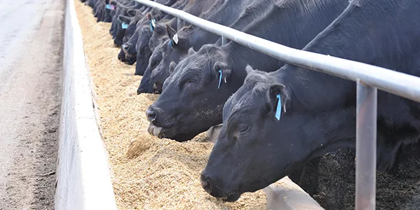 Black cattle feeding at a JBS feedlot