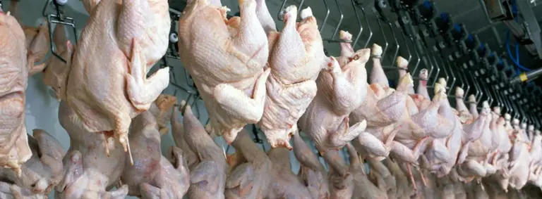 Poultry processing line