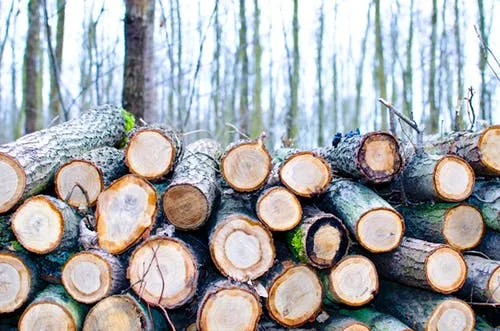 Stacked timber logs